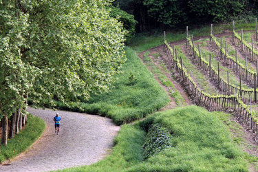 Sétima edição da Corriendo a Las Bodegas terá terreno misto: 20% de asfalto e 80% em terras de vinhedos e vinícolas - Foto: Divulgação/ Revista Adega