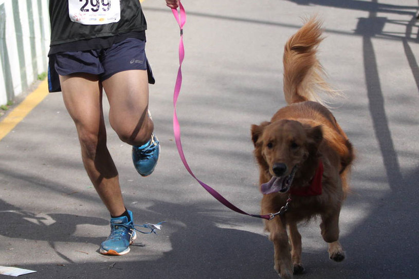 O kit da prova contará com bandana canina. Foto: Divulgação