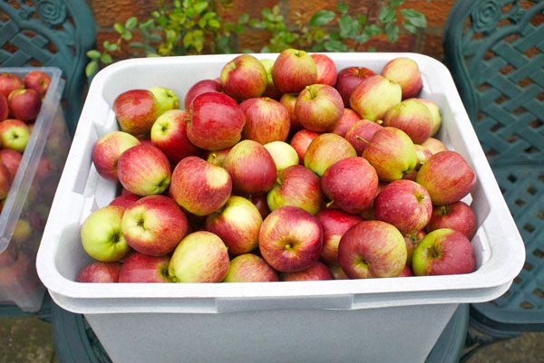 Alimentos orgânicos não são  necessariamente  mais saudáveis (foto: Stock.Xchng)