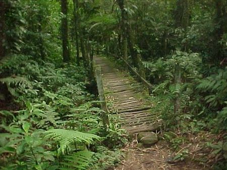 Diversas árvores serão plantadas em regiões de Mata Atlântica (foto: Camila Christianini/ www.webventure.com.br)