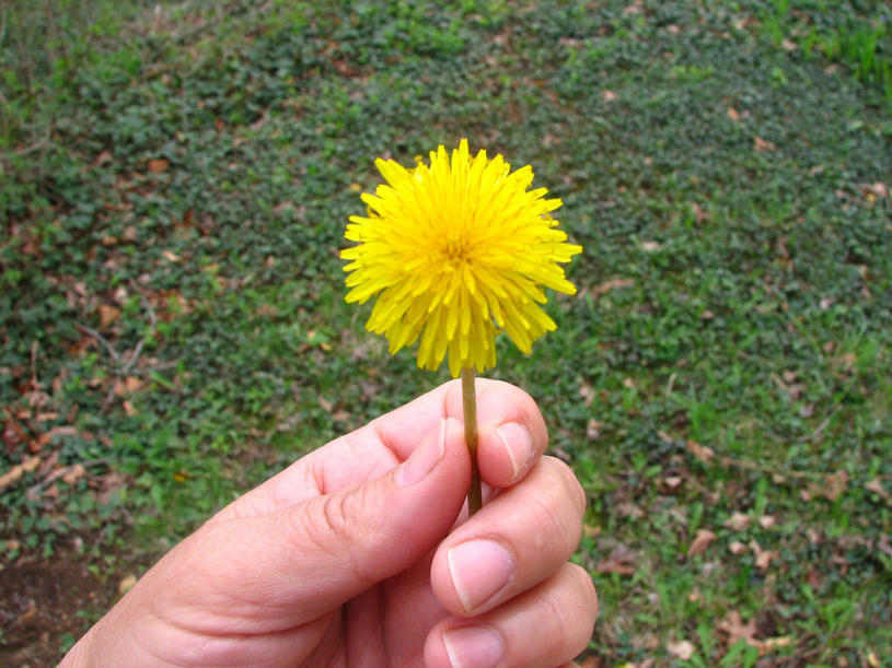 Foto: Edna Goulart/Fotolia