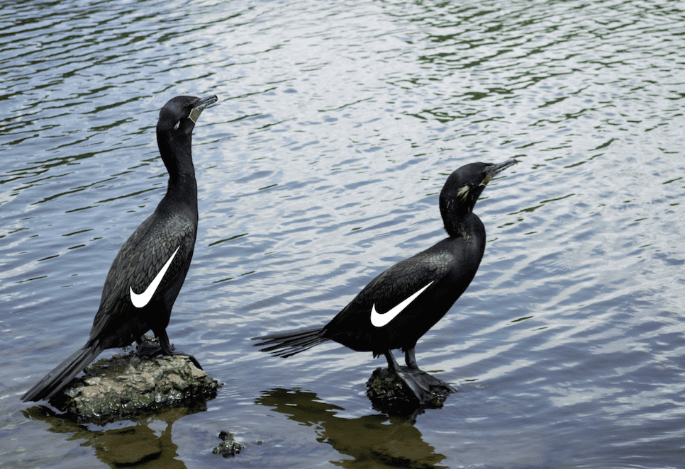 Há rumores de que os Patos do Ibira serão de marca