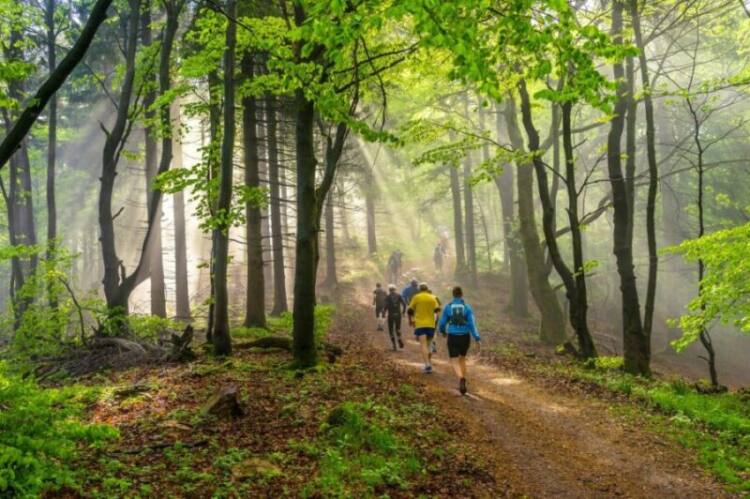 Trailrunning through a forest at beautiful sunshine